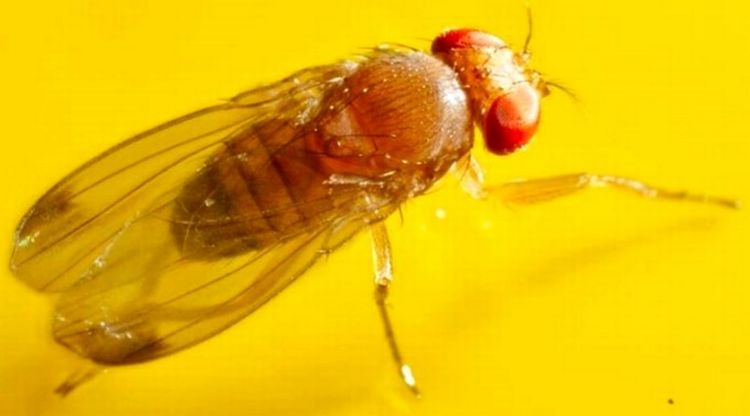 Michigan Farm Bureau seeks release of insect to control spotted wing drosophila