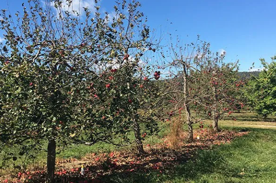 Pennsylvania growers: prepare for fungal diseases
