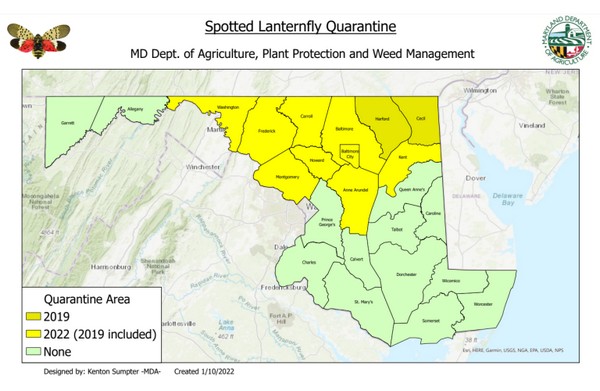 Maryland expands spotted lanternfly quarantine zone