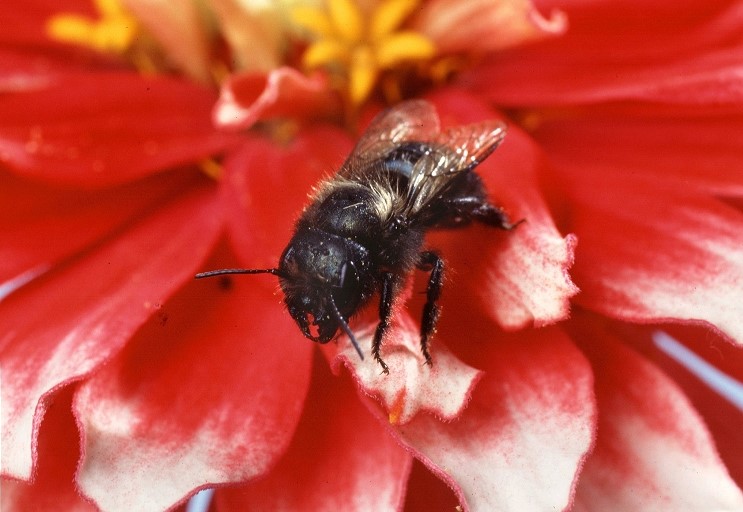 Imidacloprid residue in the soil, including in orchards, harms wild bees