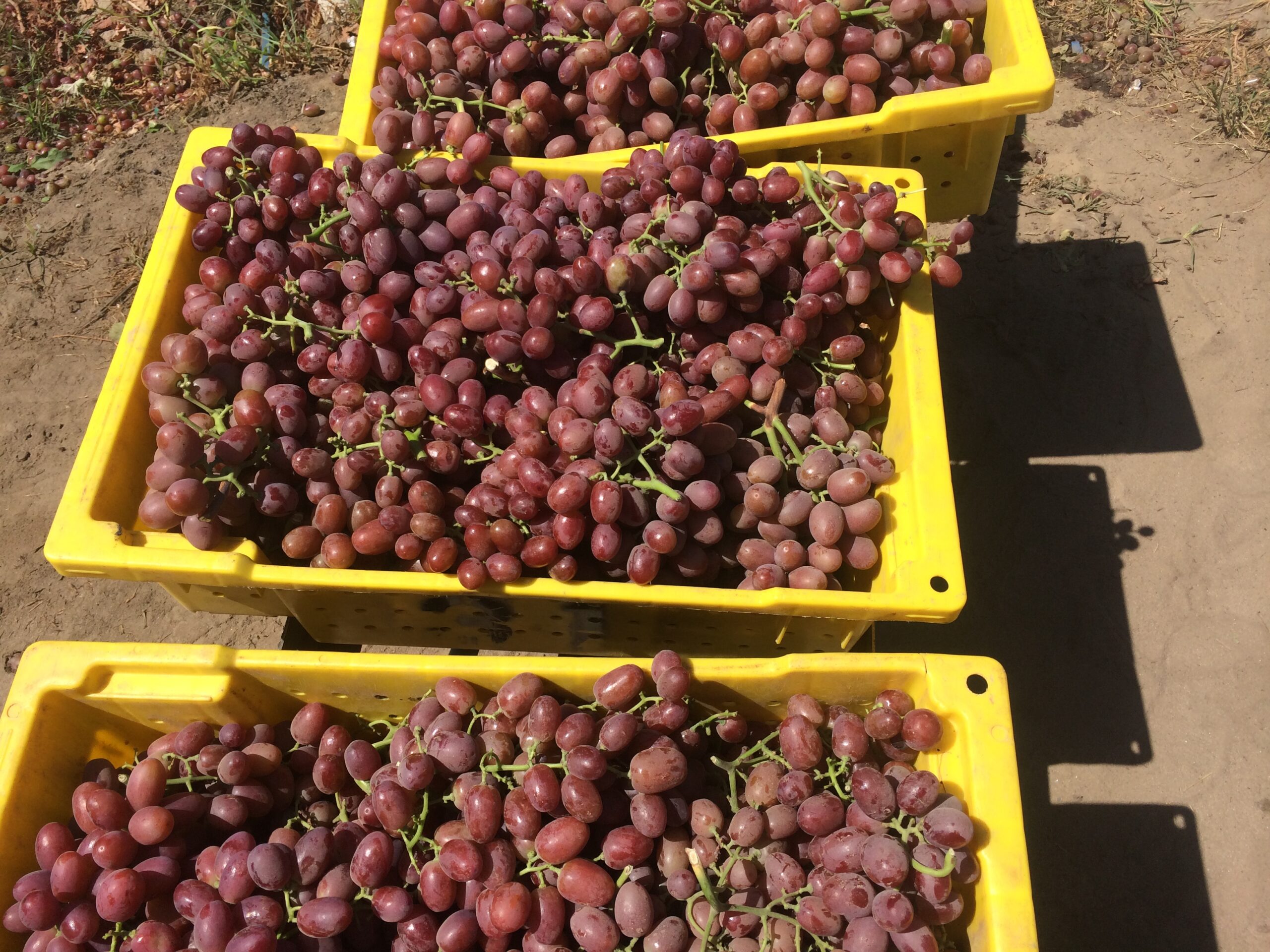 Bunches of grapes in three large yellow containers