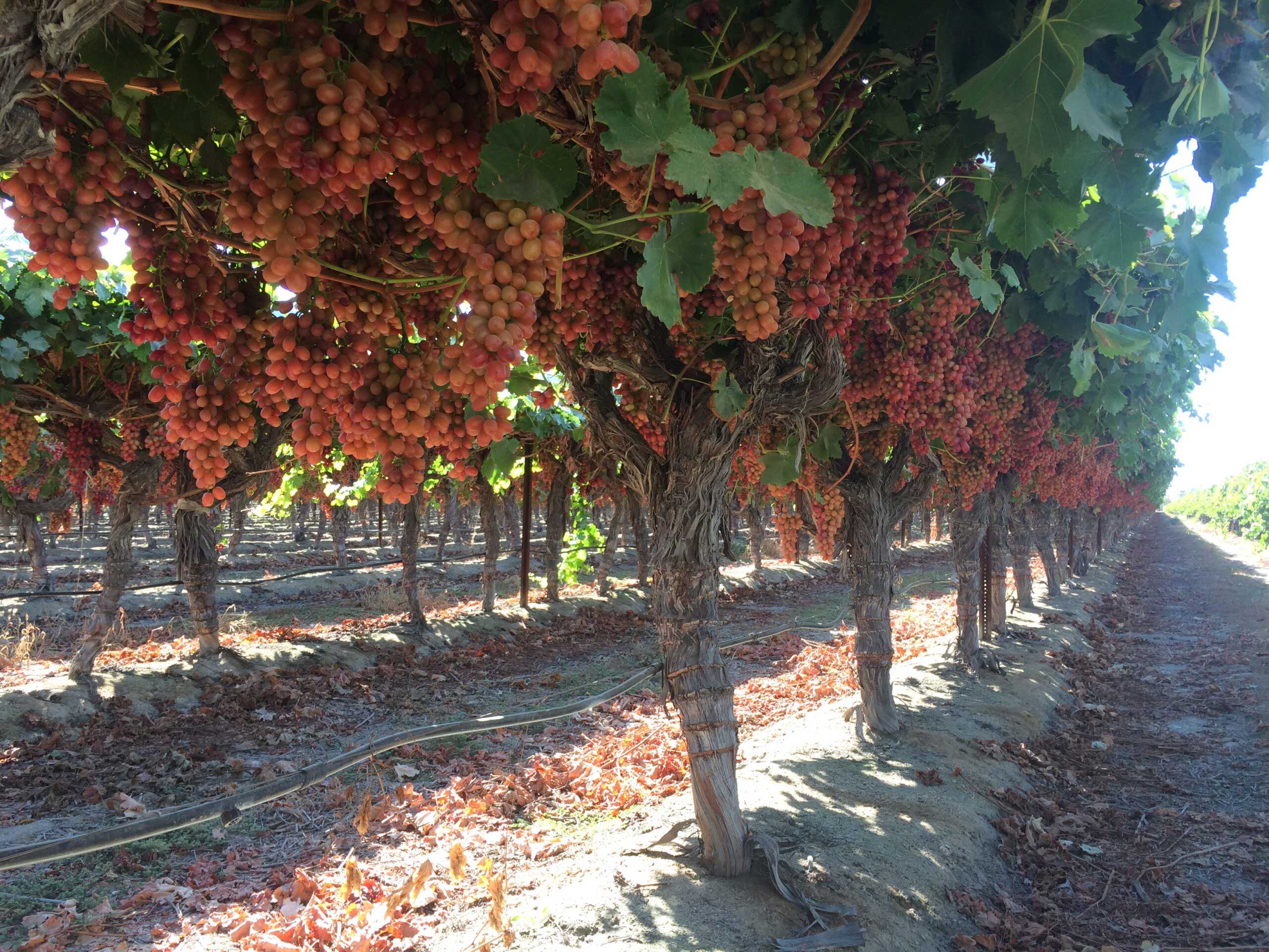Grapes on the vines in an orchard