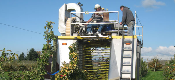 Hard cider: New industry faces shortage of trees, labor