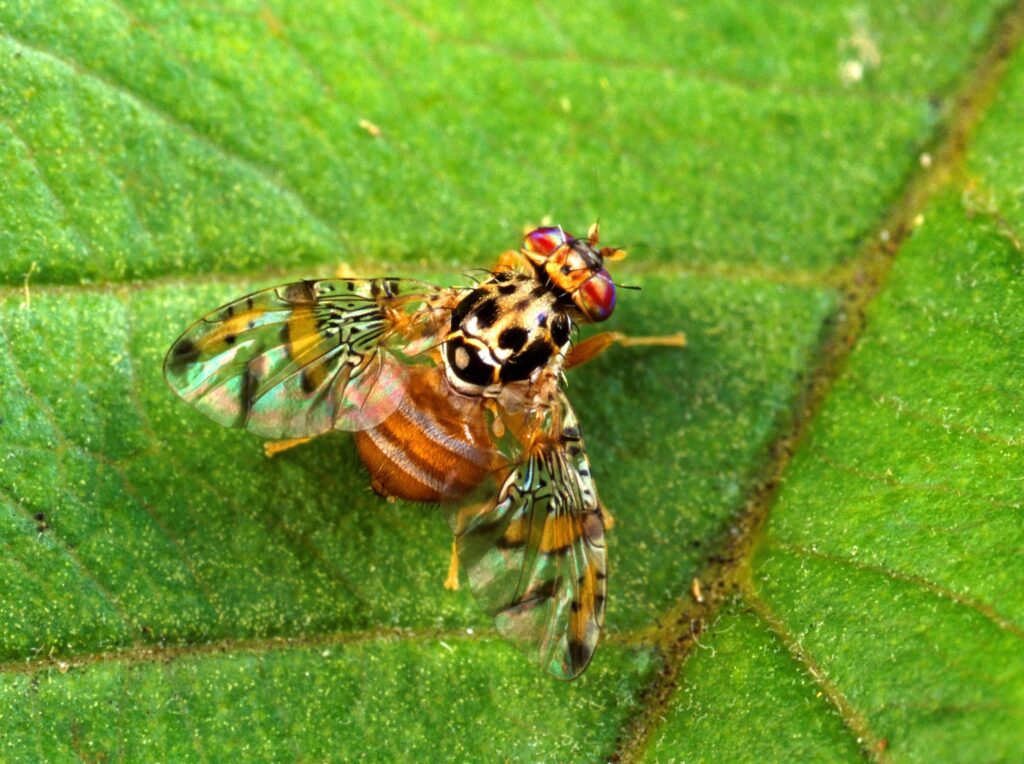 California declares Medfly quarantine in San Bernadino