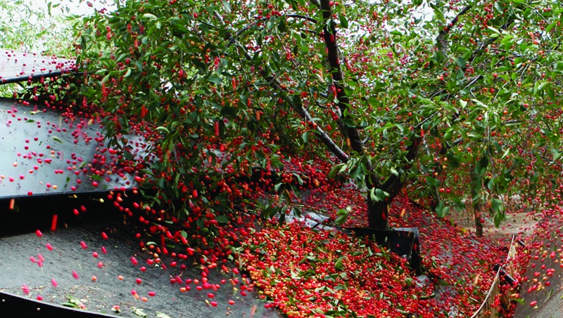 Forecast production of sweet, tart cherries forecasts down