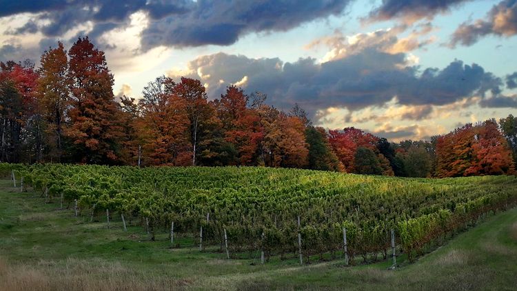 Postharvest vineyard management: Preparing vines for winter