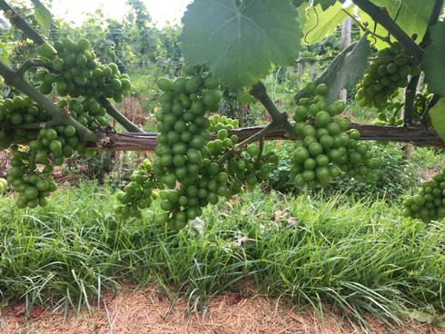 Michigan Craft Beverage Council sets research funding for 2019