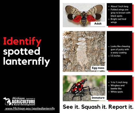 Michigan confirms spotted lanternfly detection