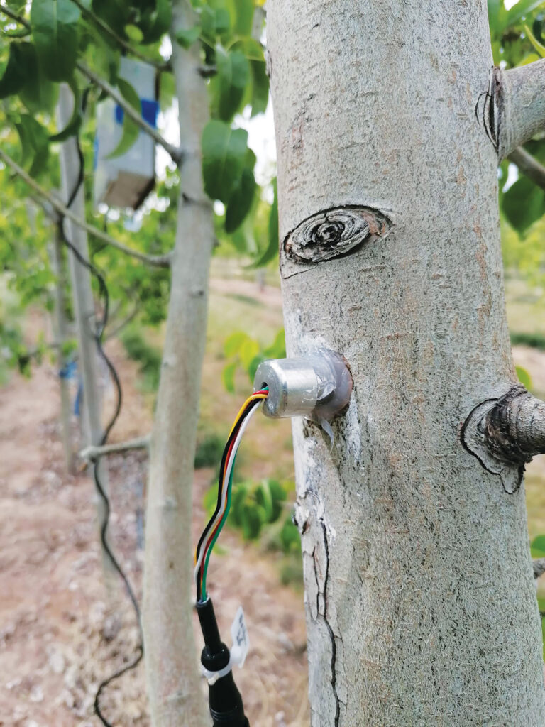 Sensors help trees tell growers when they are thirsty