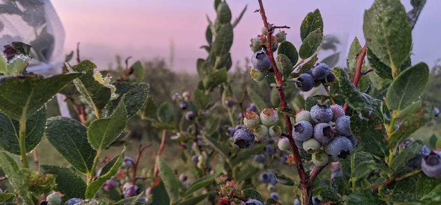 Insect repellents for berries identified by University of Minnesota