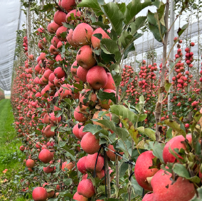 Apples hanging on a wall in a greenhouse/orchard