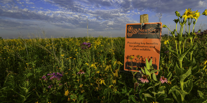 BASF to donate $50,000 to pollinator habitat program