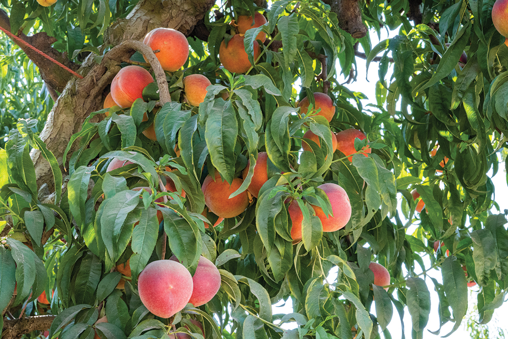 Family stone fruit tradition: Mountain View’s stone fruit focus