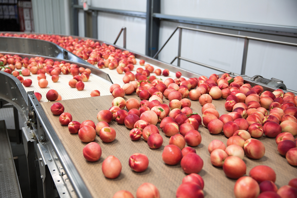 photo of stone fruit on Mountain View Packing Line
