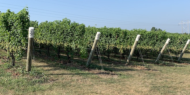 Fourth generation takes the helm at St. Julian Winery