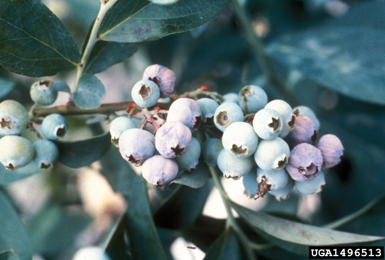 Shriveled blueberries could signal mummy berry disease