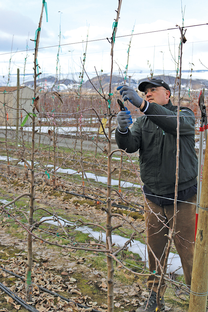 White man pruning a spindle tree