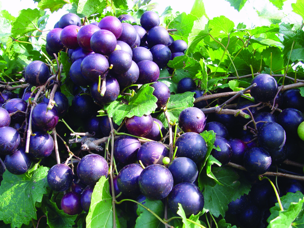 Muscadine conference set for July 9 at the University of Georgia