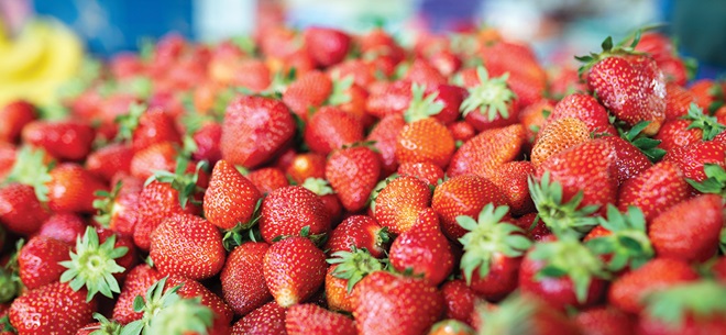 New Jersey strawberry production showcased on summer tour