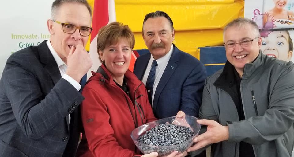 Canada gives $1.6M for wild blueberry marketing