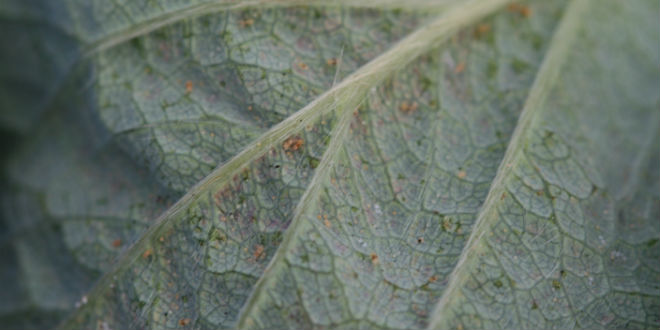 Biological control for two-spotted spider mite in raspberry examined