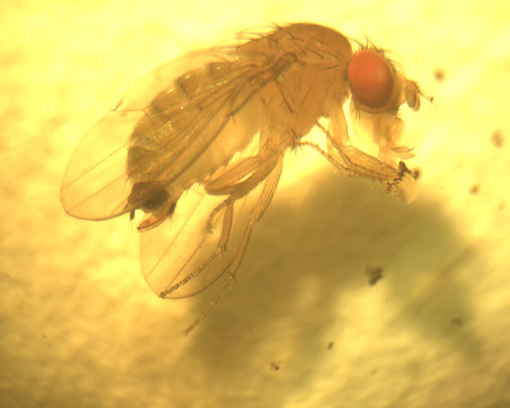 Spotted wing drosophila active in North Carolina blueberries