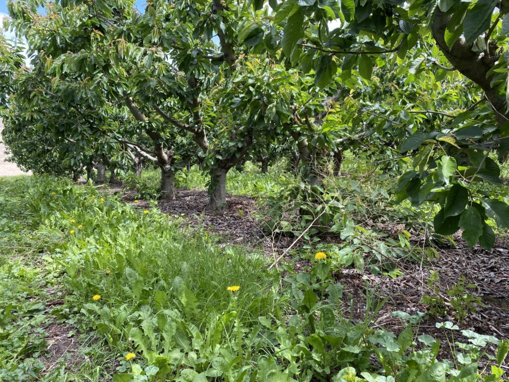 Cherry Threat: Scientists work to fight little cherry disease