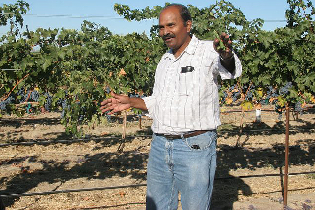 Research into grapevine leafroll disease in top 10 most cited annual papers