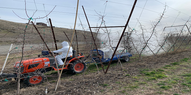 Wood pulp on tree fruit buds guards against frost damage