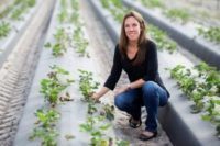 UF receives proof that Blueberry Advisory System minimizes fruit rot