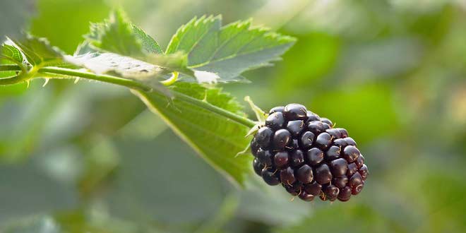 Naturipe Farms highlights sustainability on Earth Day