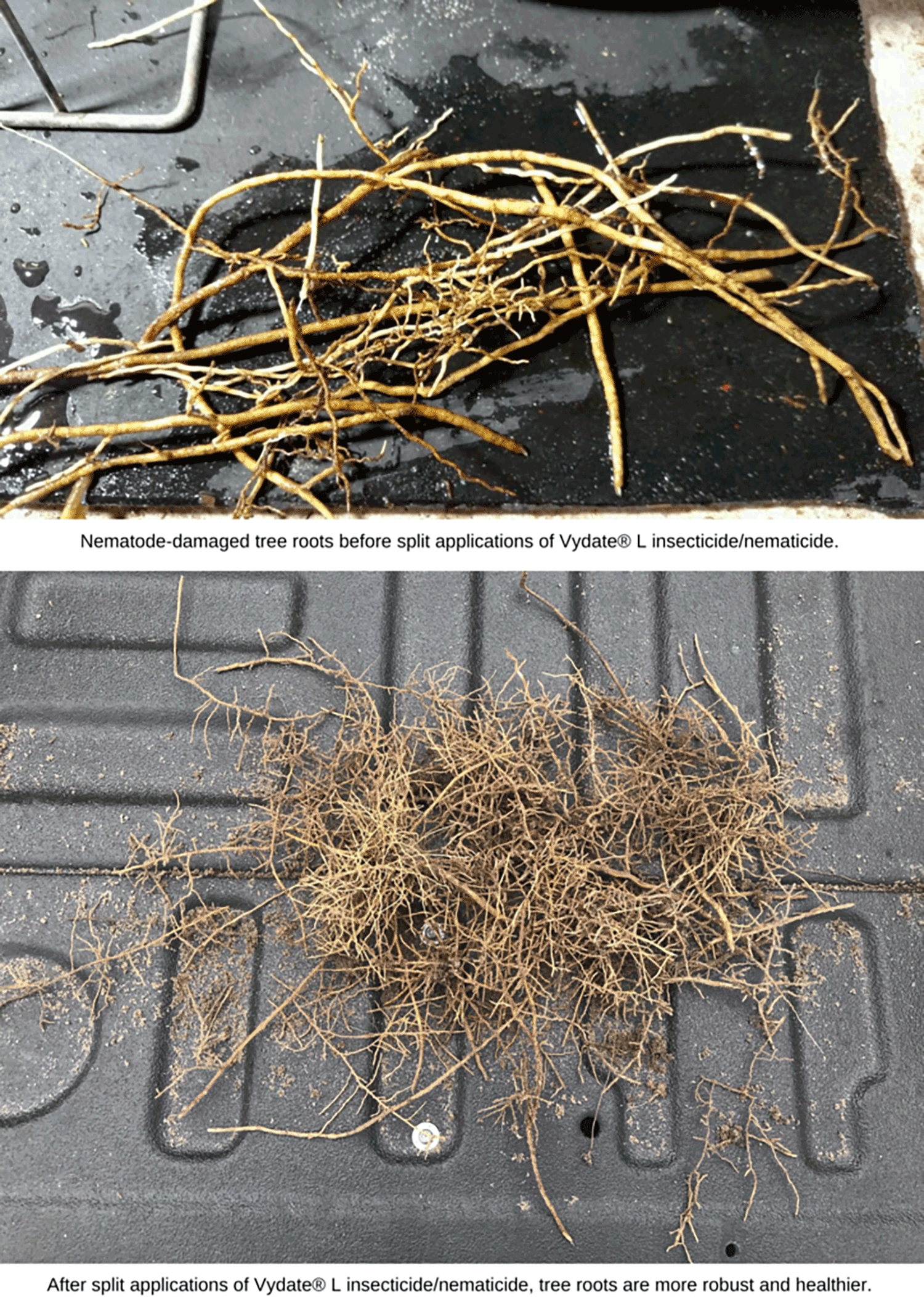 Uncovering an Underground Menace