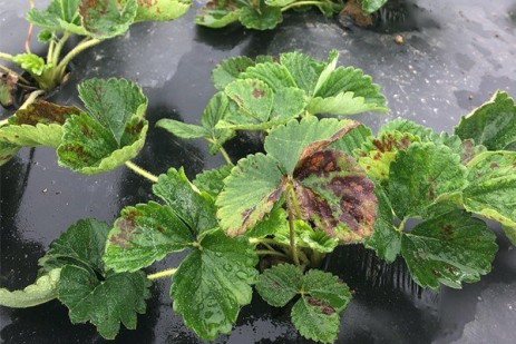 Here’s what to monitor in Pennsylvania strawberry fields