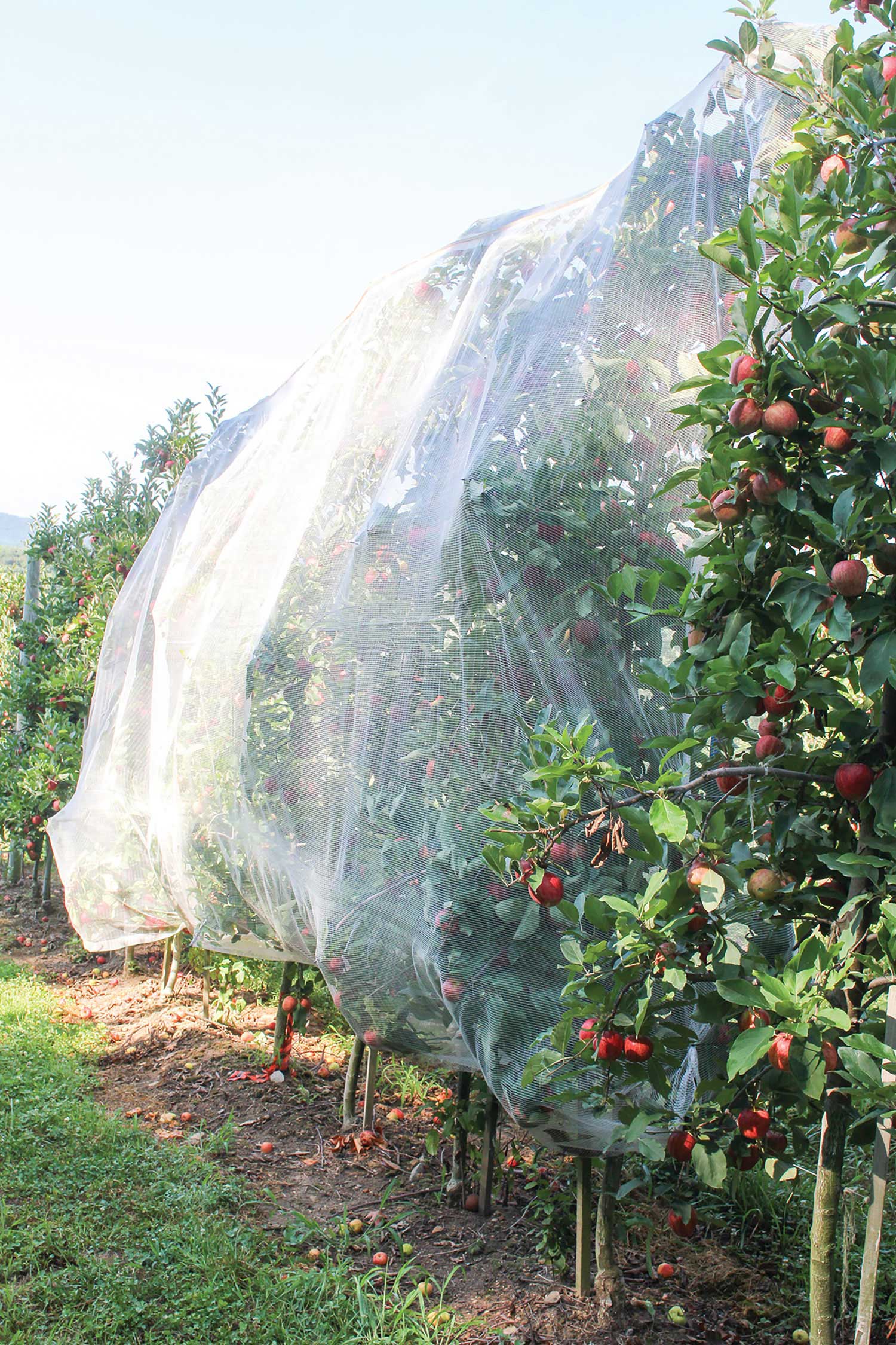 Netting & BMSB photo B1_web