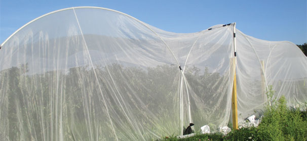 Using exclusion netting helps manage SWD in blueberries