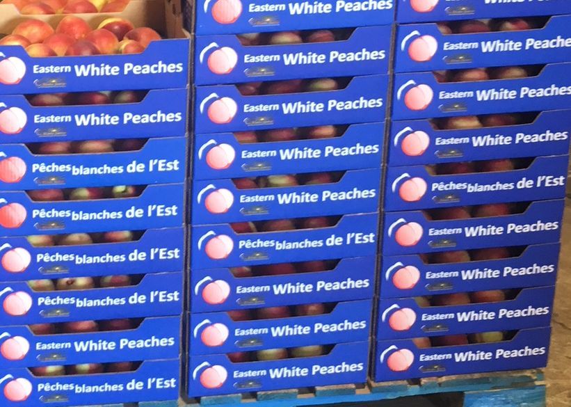 New Jersey peach growers prepare for challenging harvest season