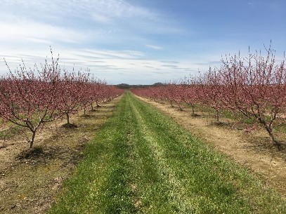 New Jersey peach growers optimistic after excellent dormant season