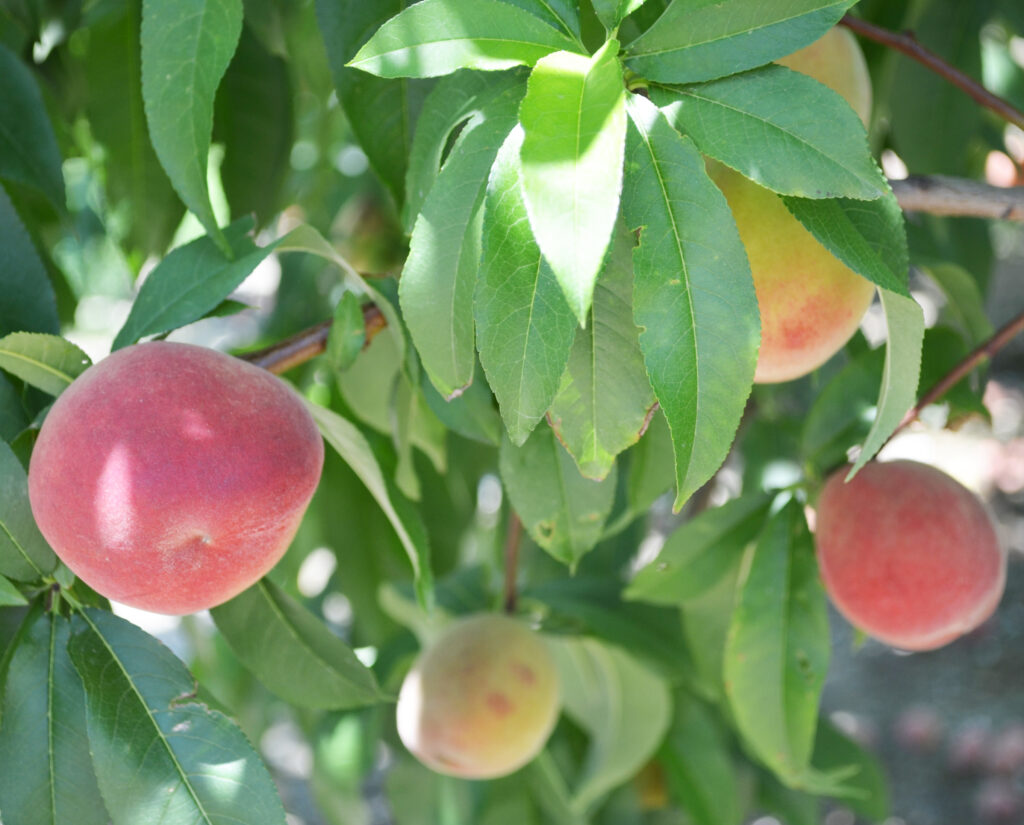 USDA report reveals New Jersey third in US peach production