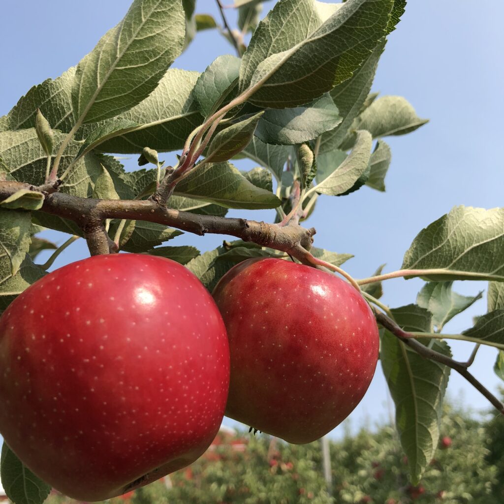 Apple Research and Development Program continuation Ok’d in New York