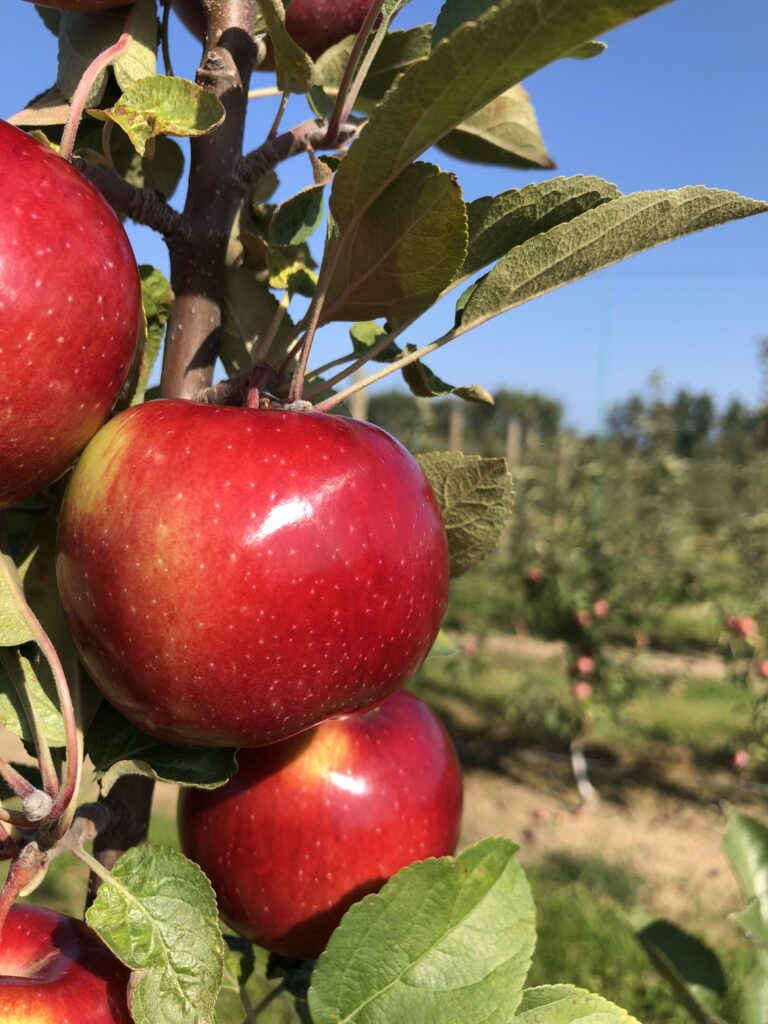 Free ‘Apple R2F Webinar on Rootstock & Nutrition’ set for March 1