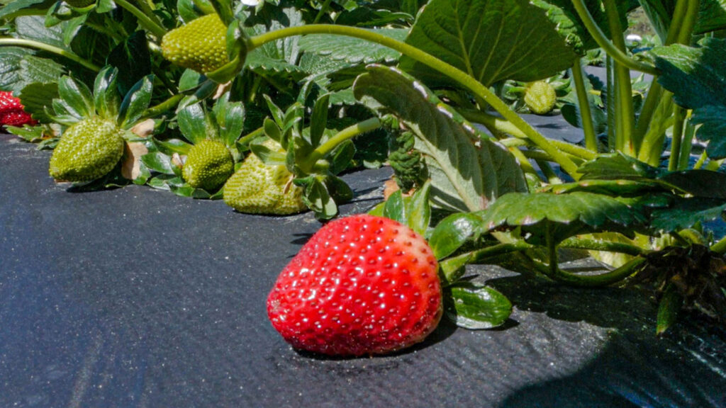 ‘Still Growing’ connects consumers with local North Carolina farmers