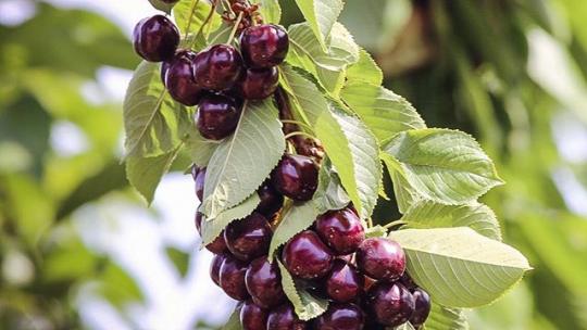 Northwest cherry crop down, but plenty to promote