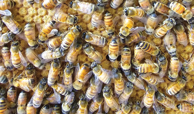 Organic Grower: Beehive health concerns continue