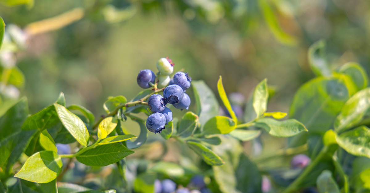 Blueberries