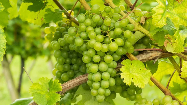 table grapes