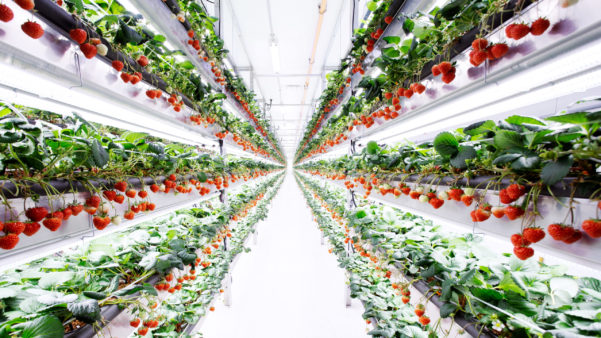 Vertical farming operator Oishii introduces new indoor strawberry