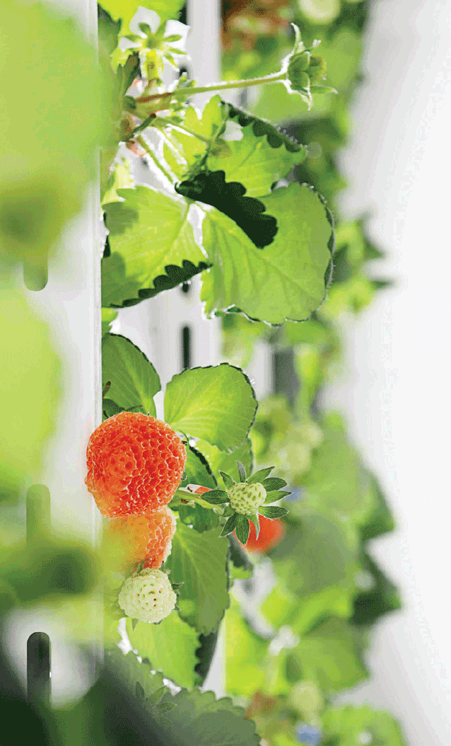 Oishii strawberries