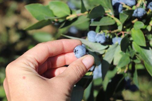 With accommodations, Oregon U-pick farms are opening for business