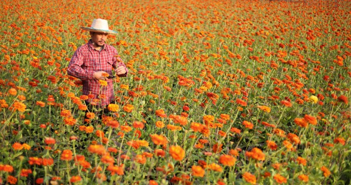 Organic group adds Spanish-language soil health course