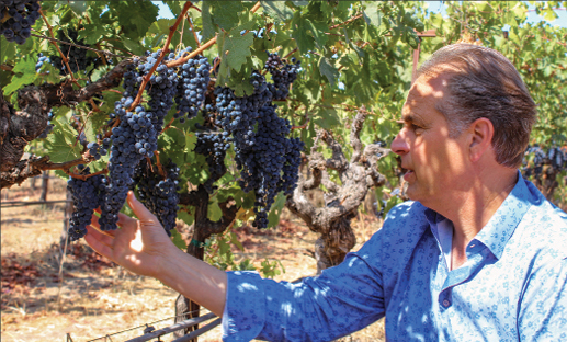 For organic winegrapes, soil is ‘full of life’